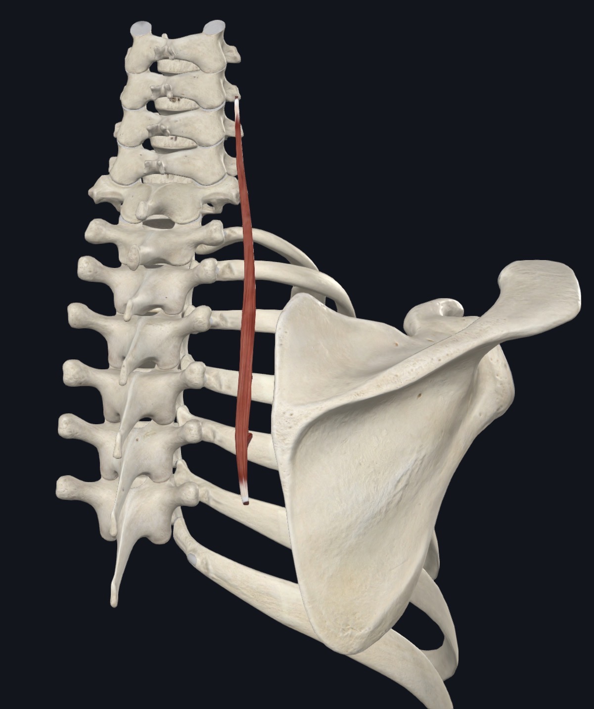 <p>iliocostalis Cervicis <strong>Origin</strong></p>