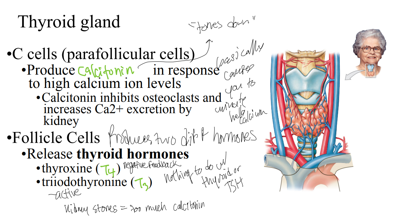 <p>Which cells in the thyroid gland produce two different hormones, thyroxine (T4) and triiodothyronine (T3)? </p>