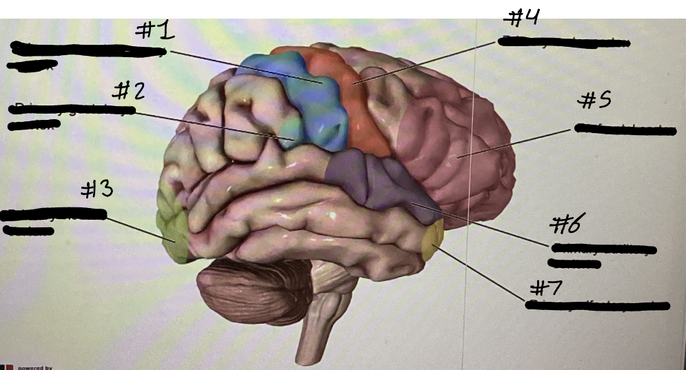 <p>Identify each cortex and its location</p>