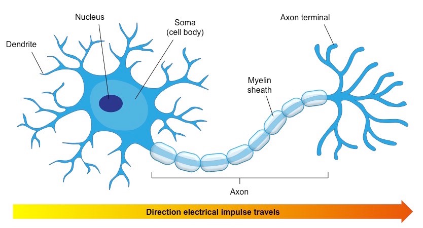 <ul><li><p>conduct signals from CNS to effector organs like muscles and glands</p></li><li><p>Form synapses with muscles and control their contractions </p></li><li><p>When stimulated, they release neurotransmitters that bind to receptors on the muscle and trigger a response that leads to muscle movement </p></li><li><p>When the axon fires, the muscle with which it has formed synapses with contracts </p></li><li><p>The strength of the muscle contraction depends on the rate of firing of the actions of the motor neurons that control it</p></li><li><p>Muscle relaxation is caused by inhibition of the motor neuron </p></li><li><p>Structure: Cell bodies are in the CNS, but they have long axons which form part of the CNS, short dendrites</p></li></ul><p></p>