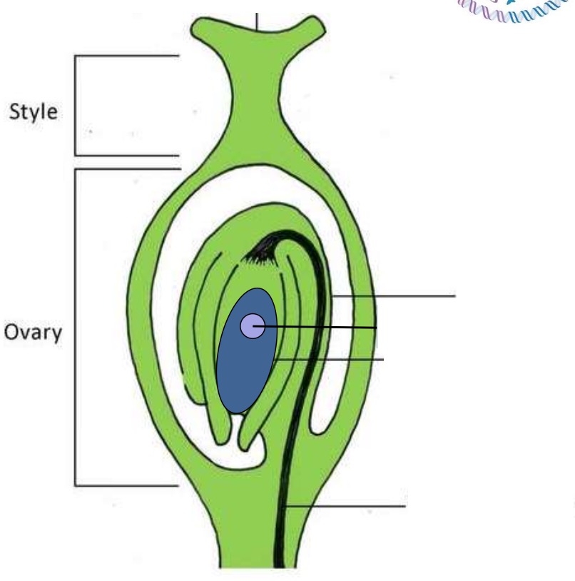 <p>Identify the structures in the ovary.</p>