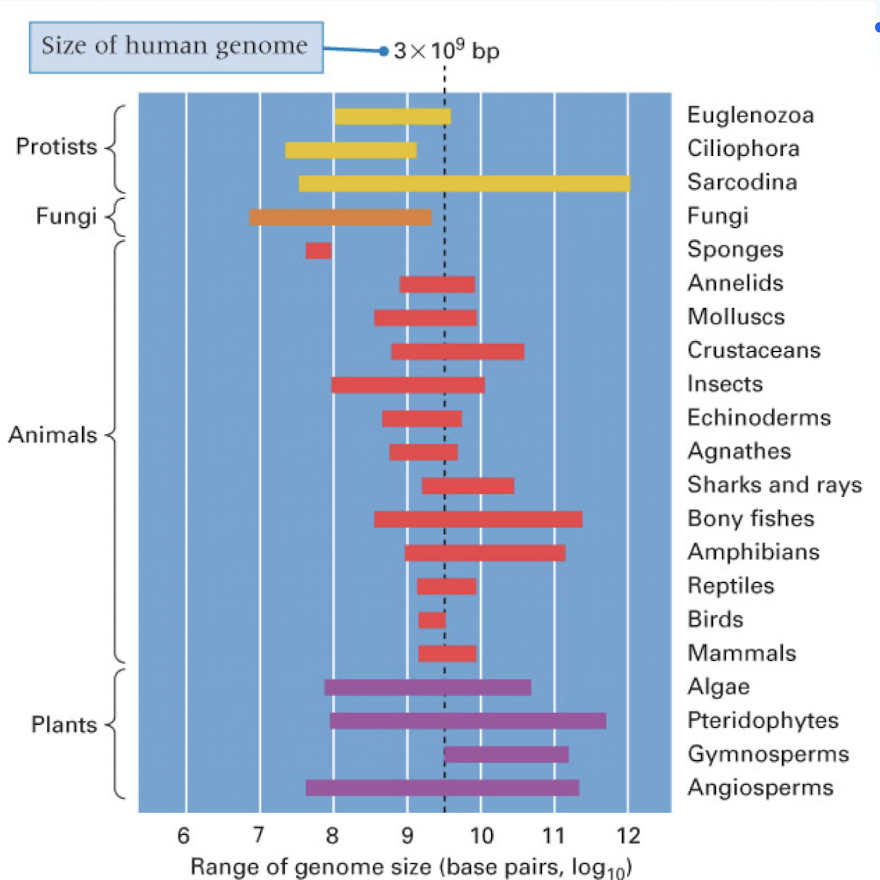 <p>the complexity of an organism is not related to its genome size (amount of DNA it contains or its “C Value”</p><p>genome size can range greatly in some groups of organism</p>