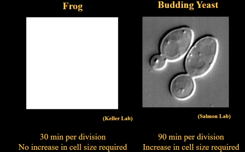 <p><span style="background-color: transparent;">Does a Cell Need to Grow Before Dividing?</span></p>