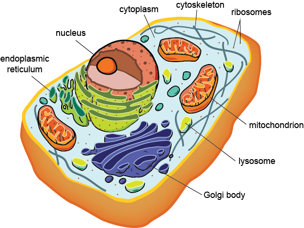 <p>Internal network of <strong>protein fibers</strong> providing shape, strength, and movement tracks.</p>