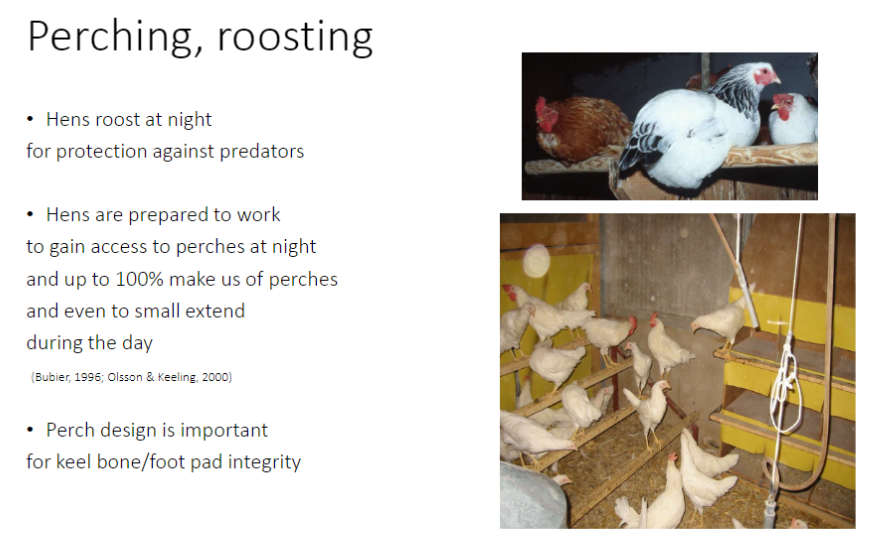 <p><strong>Natural Behaviour</strong><br>āHens <strong>roost at night</strong> for <strong>protection against predators</strong><br>āHighly motivated: hens <strong>work to access perches</strong> at night<br>āUp to <strong>100% use perches at night</strong>, some use during the day</p><p><strong>Perch Design</strong><br>āCritical for <strong>keel bone</strong> and <strong>foot pad integrity</strong></p><p><strong>Key Point</strong><br>āNighttime perching is a strong natural behaviour, and perch design affects <strong>welfare and skeletal health</strong></p>