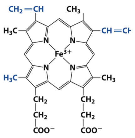 <p>Des cytochromes, protéine avec un noyau hémique = hème (Fe central entouré de 4 anneaux pyrols) </p>