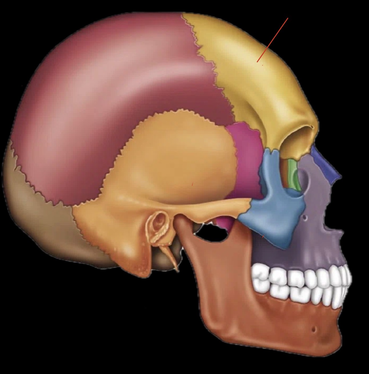 <p>What part of the skull is this?</p>
