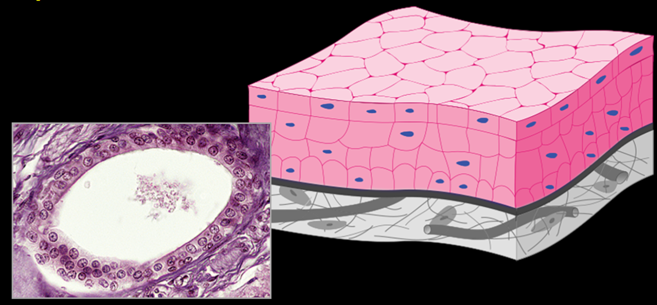 <p>stratified cuboidal epithelium</p>