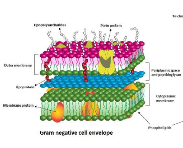 <p>gram negative bacteria</p>