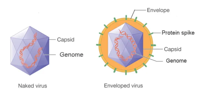 <ul><li><p>Naked viruses (most bacterial viruses) have no other layers </p></li><li><p>Enveloped viruses (many animal viruses) have an outer layer consisting of a phospholipid bilayer (from host cell membrane) and viral proteins </p></li></ul><p></p>