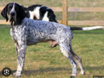 <p>welk type hond is dit</p>