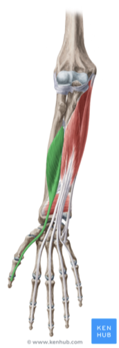 <p>flexor pollicis longus</p>