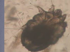 <p>Identify?</p>