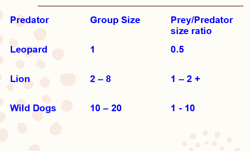 <p>Can hunt larger prey —> more efficiency </p><p>There is an optimal group size </p>