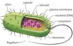 <p>What is this picture showing?</p>