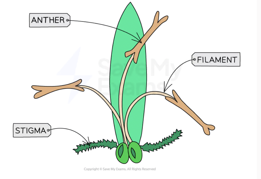<p>Colourful bright fragrant petals - Small green absent</p><p>Nectar (sucrose ) - No nectar</p><p>Anther within flower - Anthers exposed</p><p>Stigma within flower - Large feathery exposed</p><p>Small quantity sticky heavy pollen - Large quantity light smooth pollen</p><p></p>