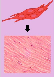 <p>• Short fusiform cells (thick in middle, tapered at ends)</p><p>One centrally located nucleus</p><p>Unstriated and involuntary</p><p>• Propels contents through an organ</p><p>Changes diameter of blood vessels</p><p>• Wall of digestive and urinary tract </p><p>Walls of blood vessels</p>