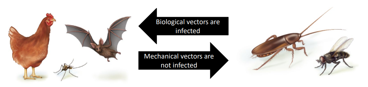 <p>Vectors can be placed in one of two categories (mechanical or biological). Defecate around the bite wound (flea). Injected infected saliva into the blood (mosquito). Regurgitate blood into wound (tsetse fly). </p>