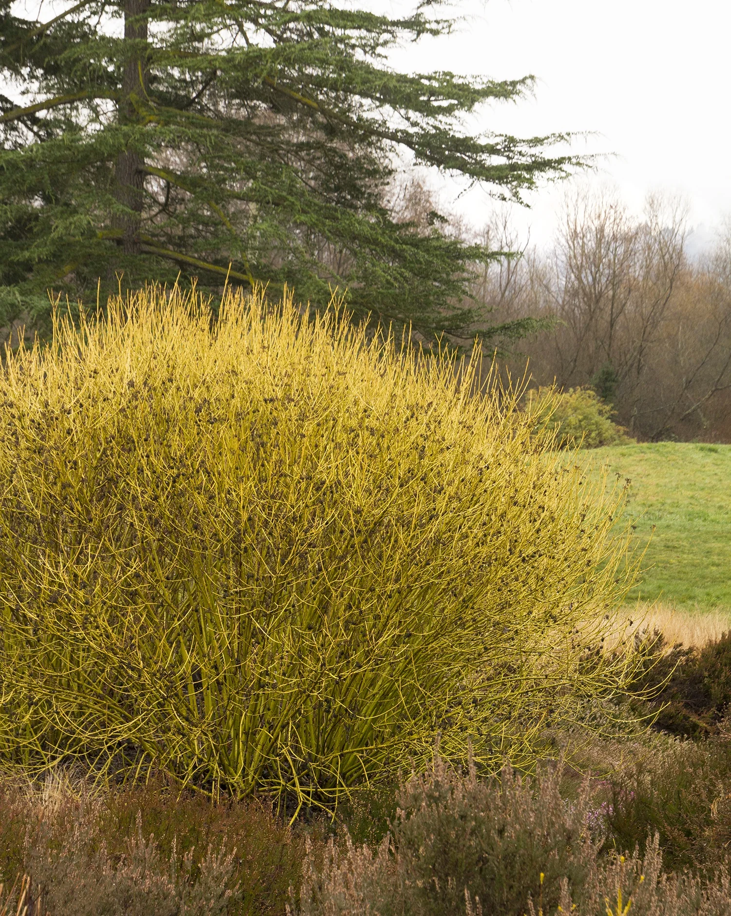 <p>Redosier dogwood</p>