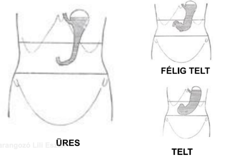 <ul><li><p style="text-align: justify;"><span style="background-color: transparent;"><em>Ventriculus, gaster</em></span></p></li><li><p style="text-align: justify;"><span style="background-color: transparent;">Üreges szerv</span></p></li><li><p style="text-align: justify;"><span style="background-color: transparent;">Rekeszizom alatt, középvonaltól kissé balra helyezkedik el</span></p></li><li><p style="text-align: justify;"><span style="background-color: transparent;">Horog vagy szarv alakú, kissé lapos szerv, az emésztőcsatorna legtágabb szakasza</span></p></li></ul><p></p>