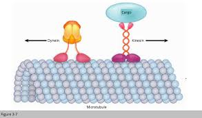 <p><span style="background-color: transparent;"><strong>Dynein vs kinesin direction:</strong></span></p>