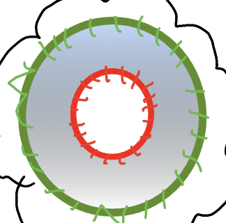 <p>completed through appositional growth; osteoblasts in the periosteum secrete bone matrix to the external bone surface; osteoclasts on the endosteal surface remove bone; more osteoblast activity compared to osteoclast</p>