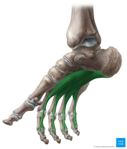 <p>O: medial tubercle calcaneal tuberosity</p><p>I: both sides middle phalanges of digits 2-5</p><ul><li><p>split allows for tendon FDL to pass through and distal</p></li></ul><p>A: flex digits 2-5 at MTP and PIP</p><p>N: medial plantar n. (L5-S1)</p><p>B: medial and lateral plantar a.</p><p></p>