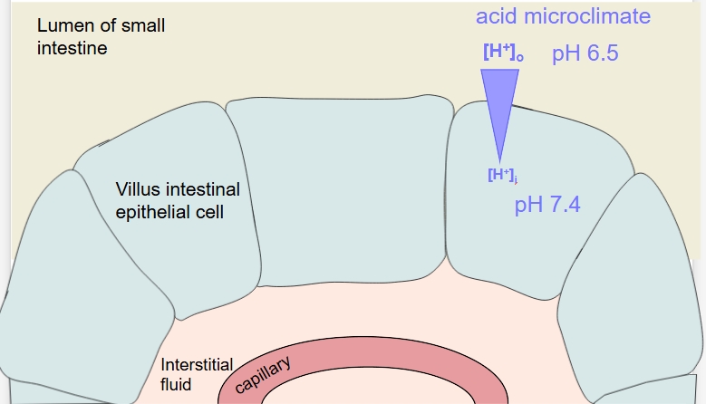 <p>secondary AT allows for protein absorption - using H+ ions</p>
