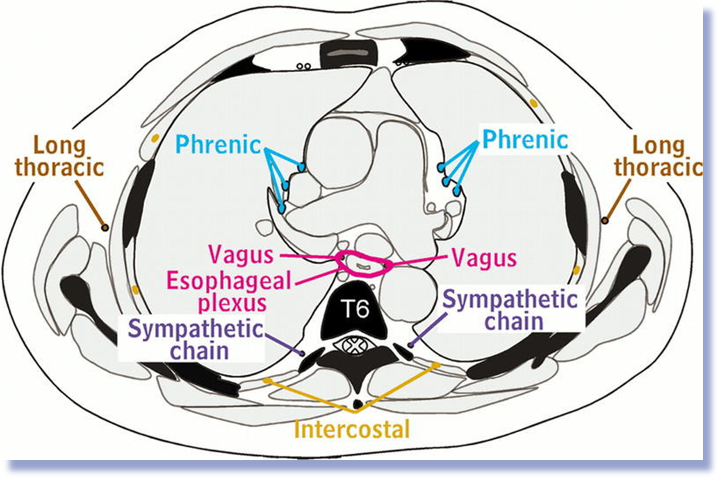 <p>Around the diaphragm </p>