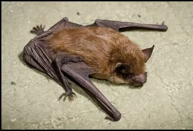 <p>Little brown myotis</p>