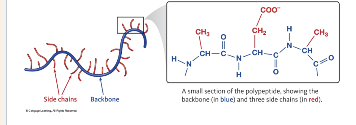 <p>Amino acids in protein are linked in a certain order </p><ul><li><p><span style="background-color: transparent;">Written from the N-terminus (free amino group) to the C-terminus (free carboxyl group).</span></p></li></ul><p></p>