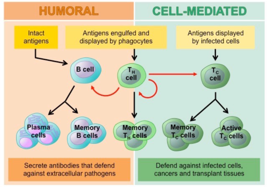 <p>Humoroal vs Cell-Mediated</p>