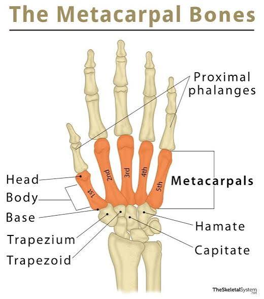 <p>5 long bones.</p>