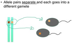 <p>states that allele pairs separate, or segregate, during gamete formation</p>