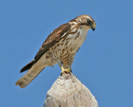 <p>Hawks have two adaptations as a predator: hooked beak for ________ and feet with ________ for capturing prey.</p>