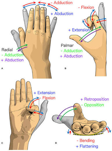 <p>Movements of Fingers (Each)</p>