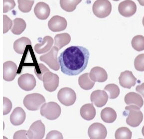 <p>What type of cell is this?</p>