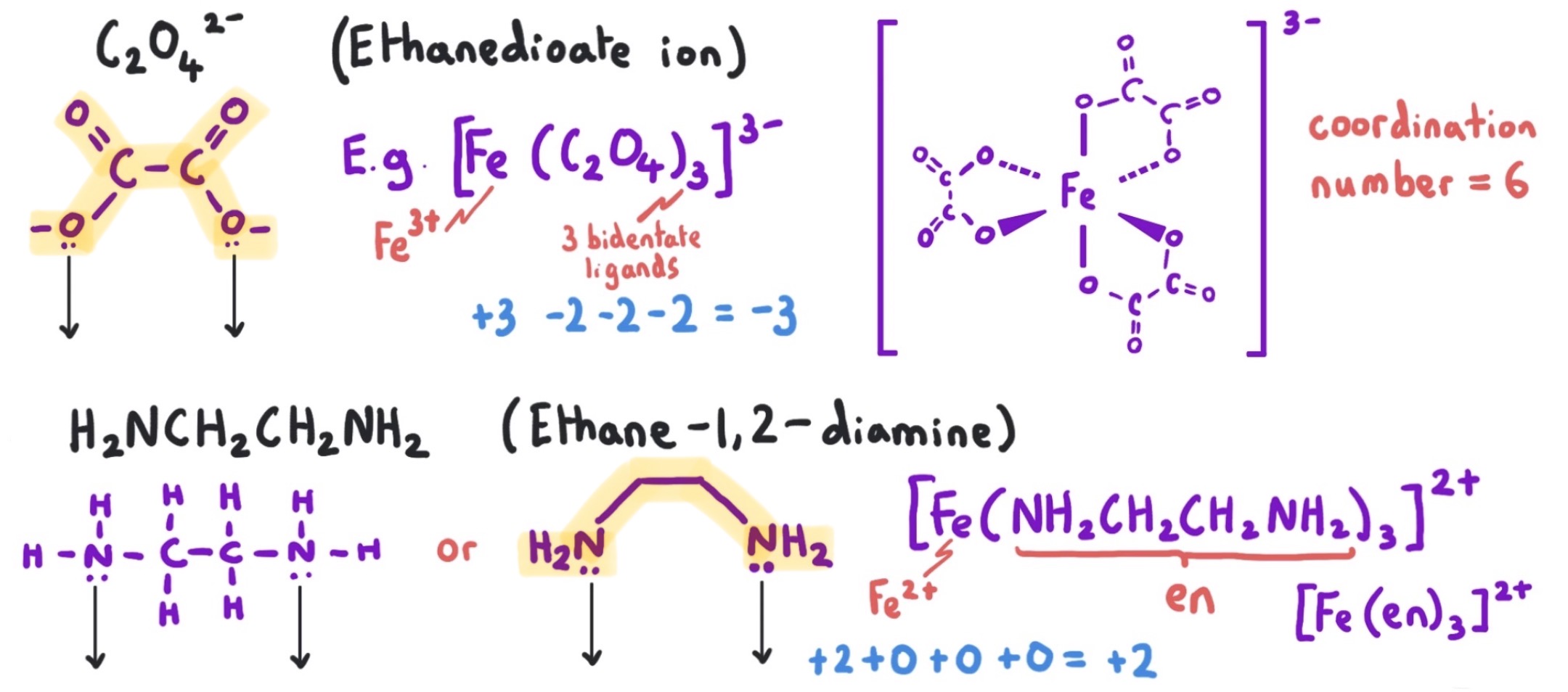 <p>ligands which form two co-ordinate bonds to a metal ion</p><ul><li><p>1,2-diaminoethane: NH<sub>2</sub>CH<sub>2</sub>CH<sub>2</sub>NH<sub>2</sub> or <u>en</u></p></li><li><p>ethanedioate ion: C<sub>2</sub>O<sub>4</sub><sup>2-</sup></p></li></ul><p></p>