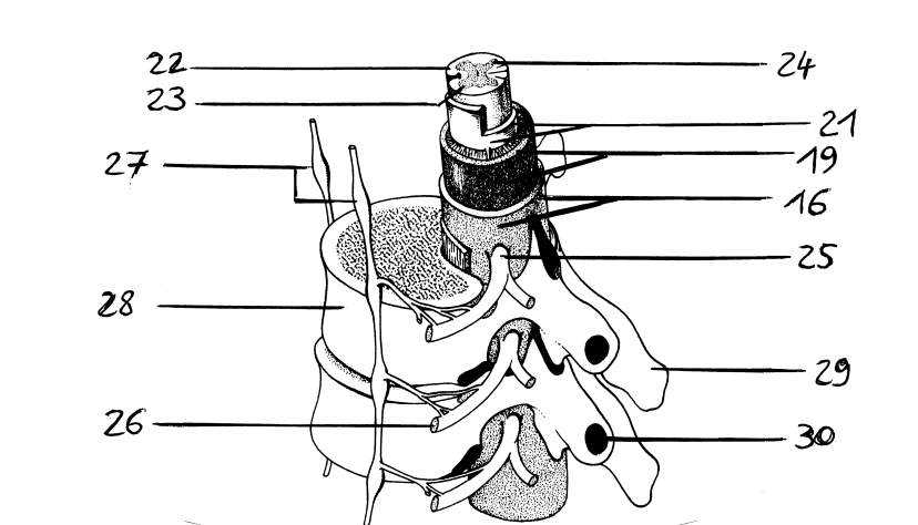<p>22</p>
