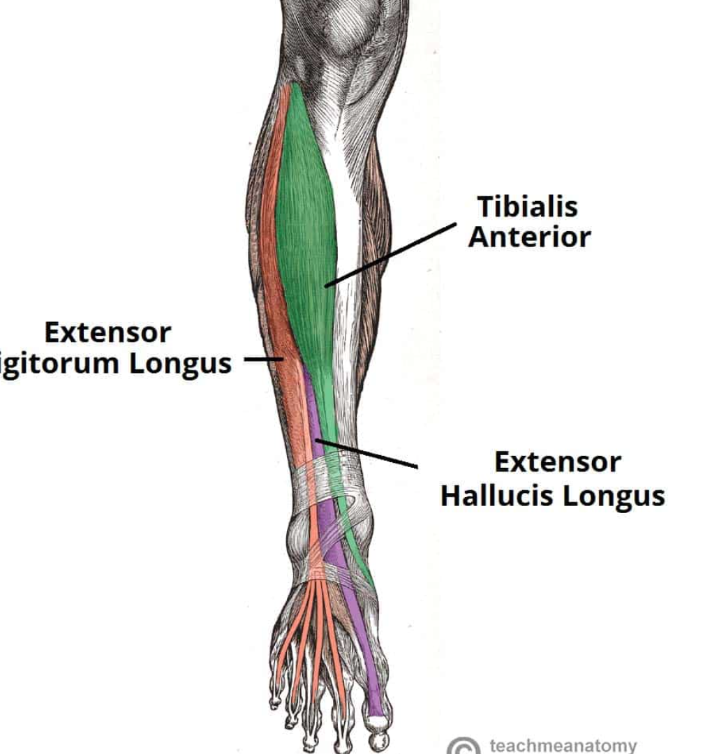 <p>Tibialis anterior</p><p>Fibularis tertius</p><p>Extensor digitorum longus</p><p>Extensor hallucis longus</p>