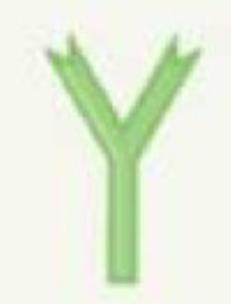 <p>Describe IgE (structure, abundance, location, function).</p>