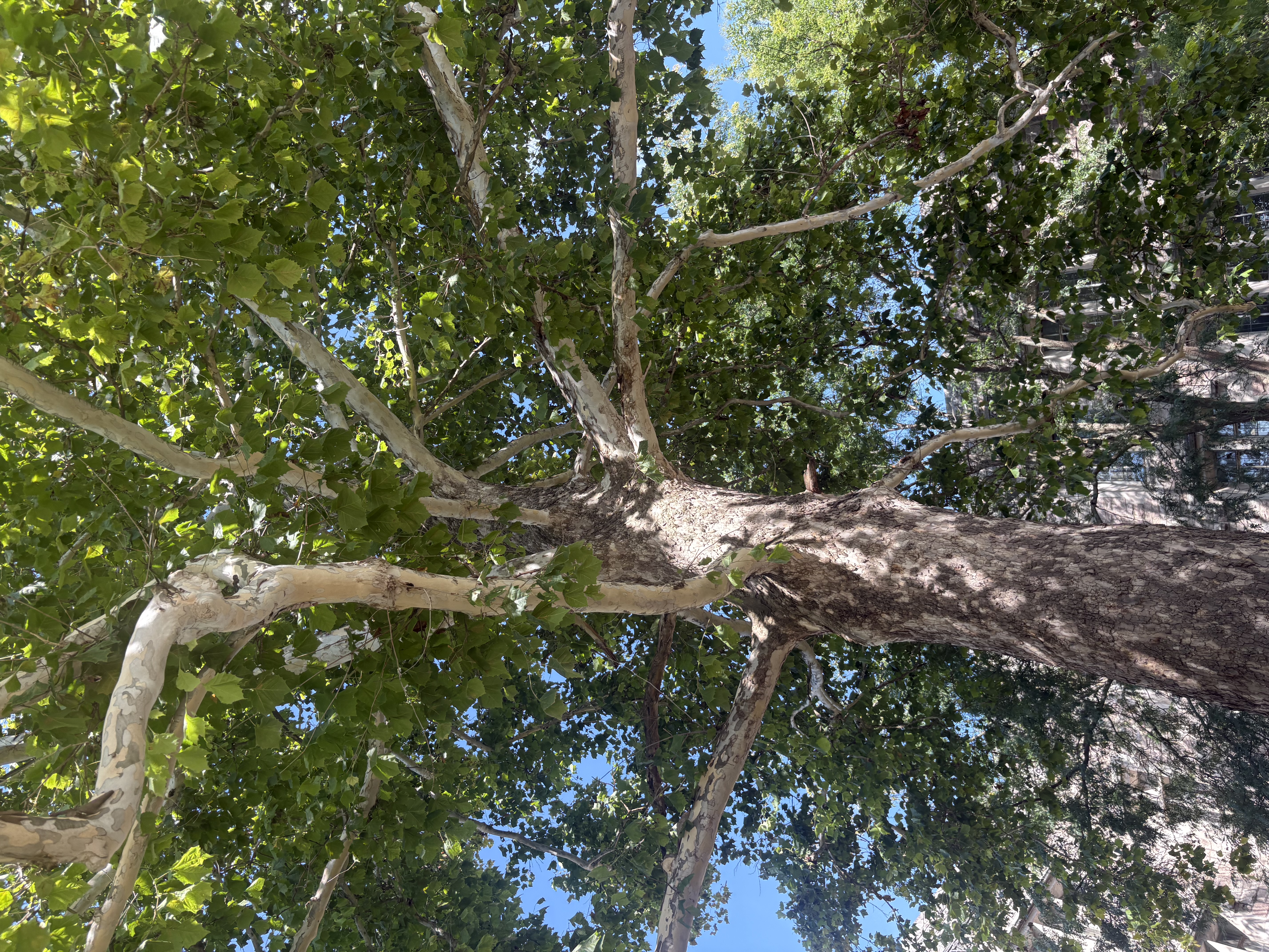<p>Platanus occidentalis, smooth white bark at the top, bud is buried in the leaf</p>