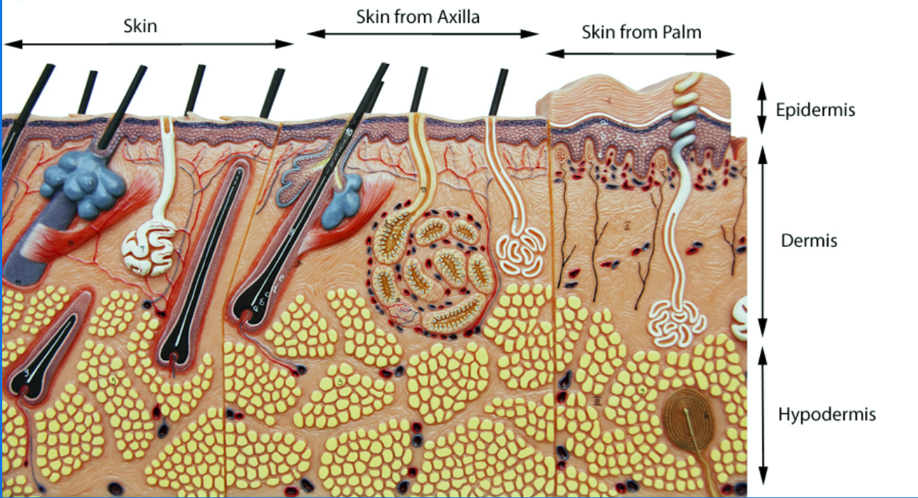 <ul><li><p>Epidermis - outermost superficial region</p></li><li><p>Dermis - middle region</p></li><li><p>Hypodermis - deepest region (superficial fascia)</p></li></ul><p></p>