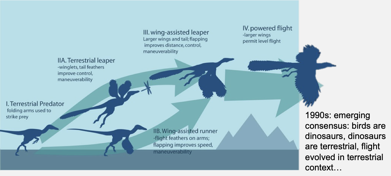 <ul><li><p class="Paragraph SCXO27984746 BCX4" style="text-align: left;"><span style="background-color: inherit; line-height: 19.55px;">Early theropod dinosaurs ran quickly and:</span><span style="line-height: 19.55px;">&nbsp;</span></p></li><li><p class="Paragraph SCXO27984746 BCX4" style="text-align: left;"><span style="background-color: inherit; line-height: 19.55px;">Used their forelimbs for balance and lift</span><span style="line-height: 19.55px;">&nbsp;</span></p></li><li><p class="Paragraph SCXO27984746 BCX4" style="text-align: left;"><span style="background-color: inherit; line-height: 19.55px;">Began flapping while running</span><span style="line-height: 19.55px;">&nbsp;</span></p></li><li><p class="Paragraph SCXO27984746 BCX4" style="text-align: left;"><span style="background-color: inherit; line-height: 19.55px;">Eventually developed powered flight</span><span style="line-height: 19.55px;">&nbsp;</span></p></li><li><p class="Paragraph SCXO27984746 BCX4" style="text-align: left;"><span style="background-color: inherit; line-height: 19.55px;">Early theropod dinosaurs ran quickly and:</span><span style="line-height: 19.55px;">&nbsp;</span></p></li><li><p class="Paragraph SCXO27984746 BCX4" style="text-align: left;"><span style="background-color: inherit; line-height: 19.55px;">Used their forelimbs for balance and lift</span><span style="line-height: 19.55px;">&nbsp;</span></p></li><li><p class="Paragraph SCXO27984746 BCX4" style="text-align: left;"><span style="background-color: inherit; line-height: 19.55px;">Began flapping while running</span><span style="line-height: 19.55px;">&nbsp;</span></p></li><li><p class="Paragraph SCXO27984746 BCX4" style="text-align: left;"><span style="background-color: inherit; line-height: 19.55px;">Eventually developed powered flight</span><span style="line-height: 19.55px;">&nbsp;</span></p></li></ul><p></p>