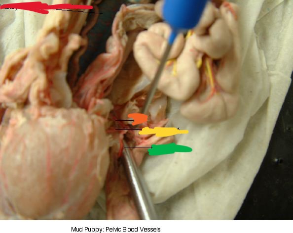 <p>what’s green?</p>