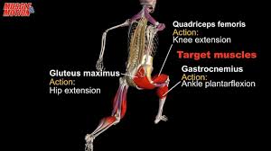 <ul><li><p>Gluteal muscles</p></li><li><p>Hamstrings</p></li><li><p>Gastrocnemius and Soleus</p></li><li><p>Quadriceps</p></li></ul><p></p>