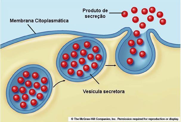 <p><span>Eliminação dos resíduos sólidos que permanecem após a digestão intracelular.</span></p>