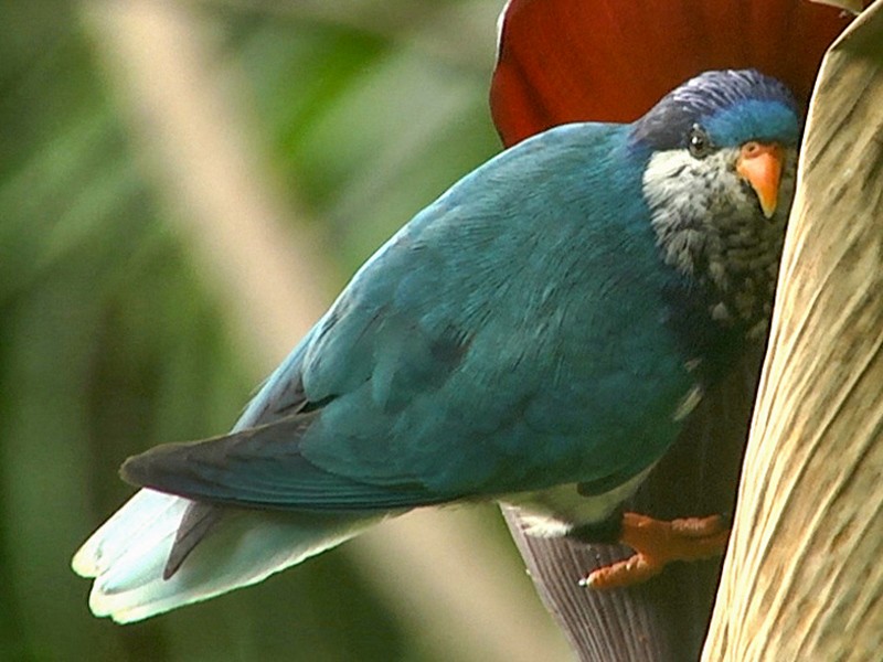 <p>Ultramarine lorikeet</p>