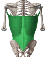 <p>Latissimus Dorsi</p>