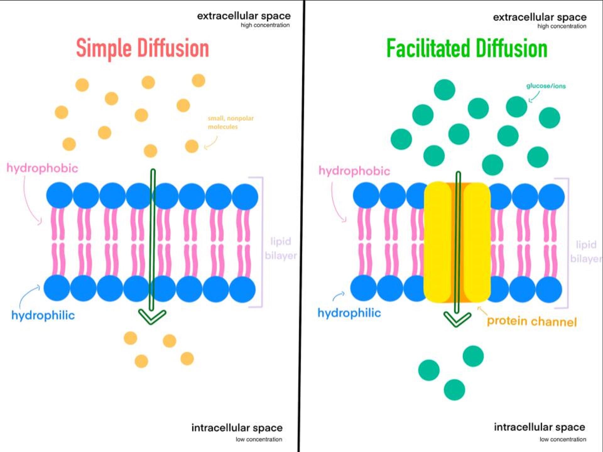 <p>Facilitated diffusion</p>